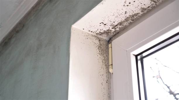 Best Mold Damage Repair  in Conyers, GA
